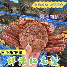 鲜活发货  北海道红毛蟹鲜活进口野生大螃蟹俄罗斯毛蟹鳕蟹500g