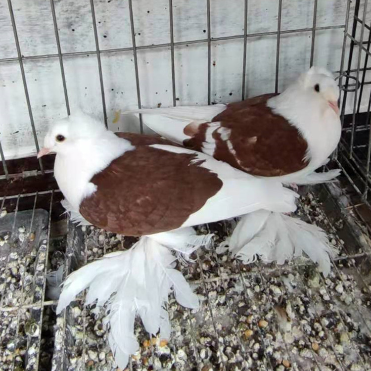 0成交0只马耳他鸽子 白马耳他鸽子价格 黑燕子鸽 彩背鸽子 景区观赏鸽