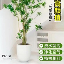 金边百合竹真绿植室内客厅植物盆栽办公室落地龙血发财树盆景