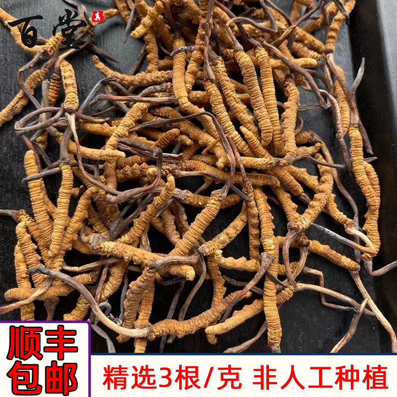 批发冬虫夏草现货 那曲玉树产地三根一克虫草新鲜冬虫夏草干货