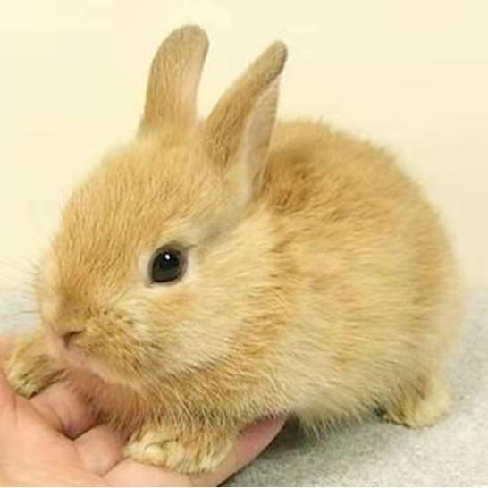 小兔子活体长不大侏儒兔茶杯兔海棠凤眼侏儒兔海棠凤眼小灰兔小兔