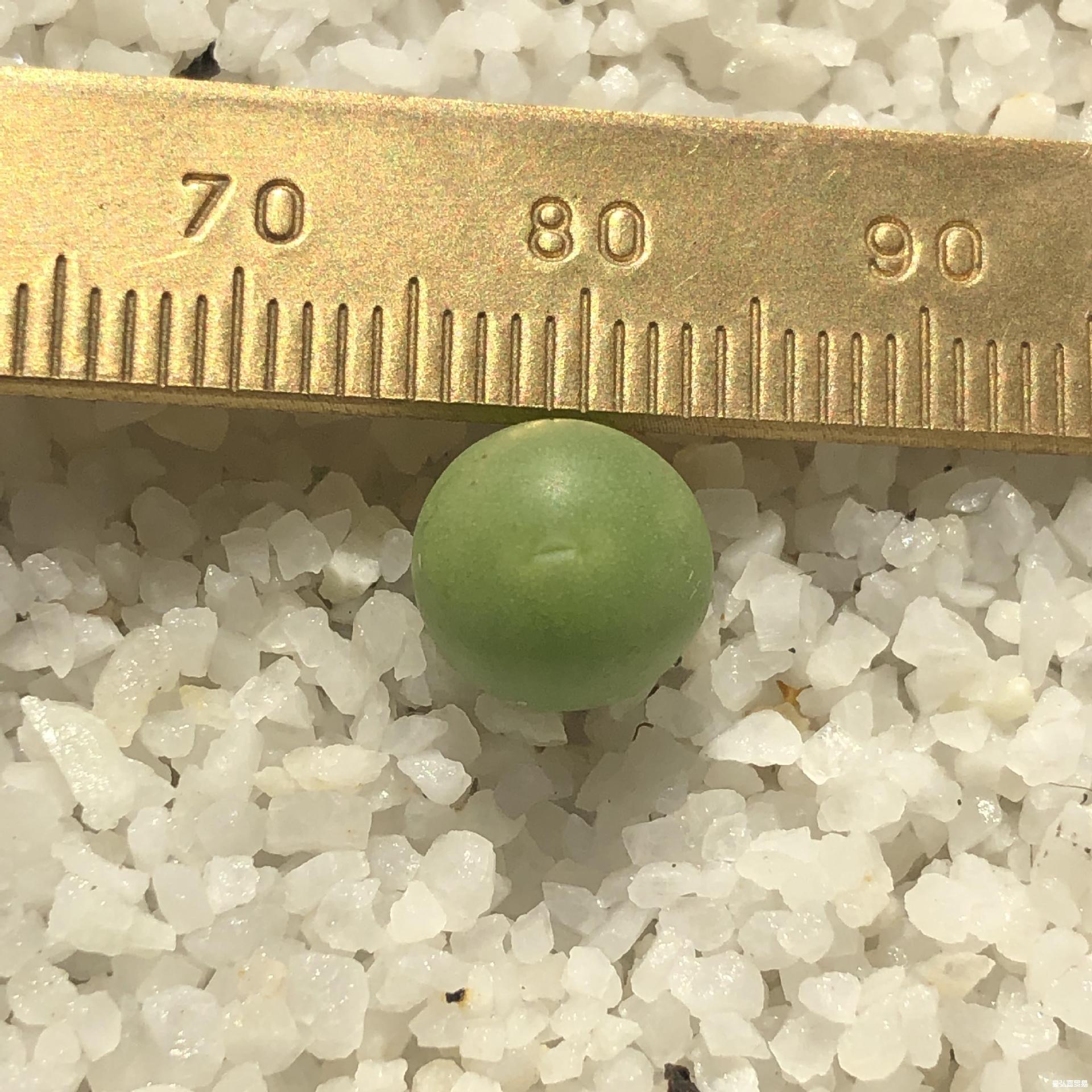 鸽子蛋 多肉植物番杏科办公室内植物肉锥生石花屁屁花石生花