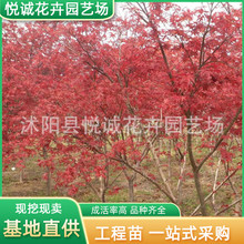 日本红枫树苗批发绿化苗木行道树点缀红枫盆栽庭院种植美国红枫苗