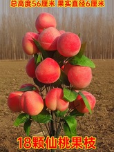 【上新款】仿真清明节追悼祭祀上坟假苹果桔子草莓果蔬摆放装饰枝