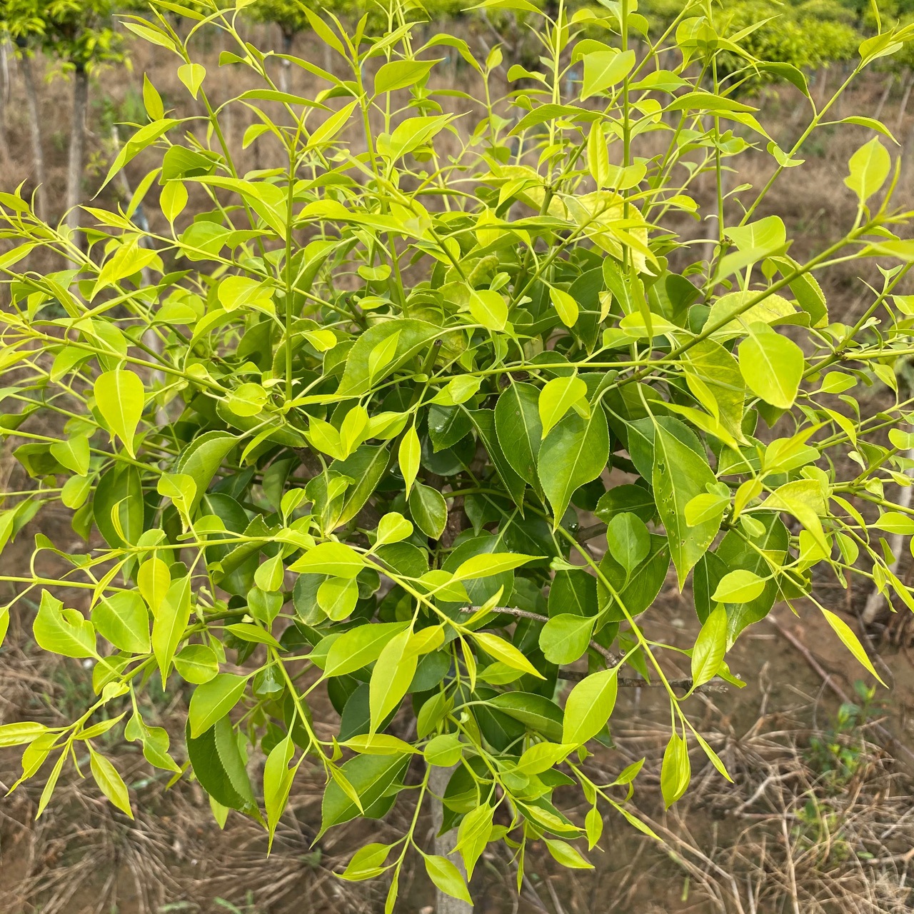 5(m)是否进口否品种丝绵木/桃叶卫矛商品