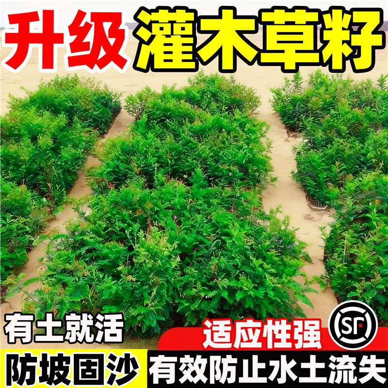 灌木草籽四季常青护坡固土山边坡紫穗槐刺槐绿化矿山绿化复绿草籽