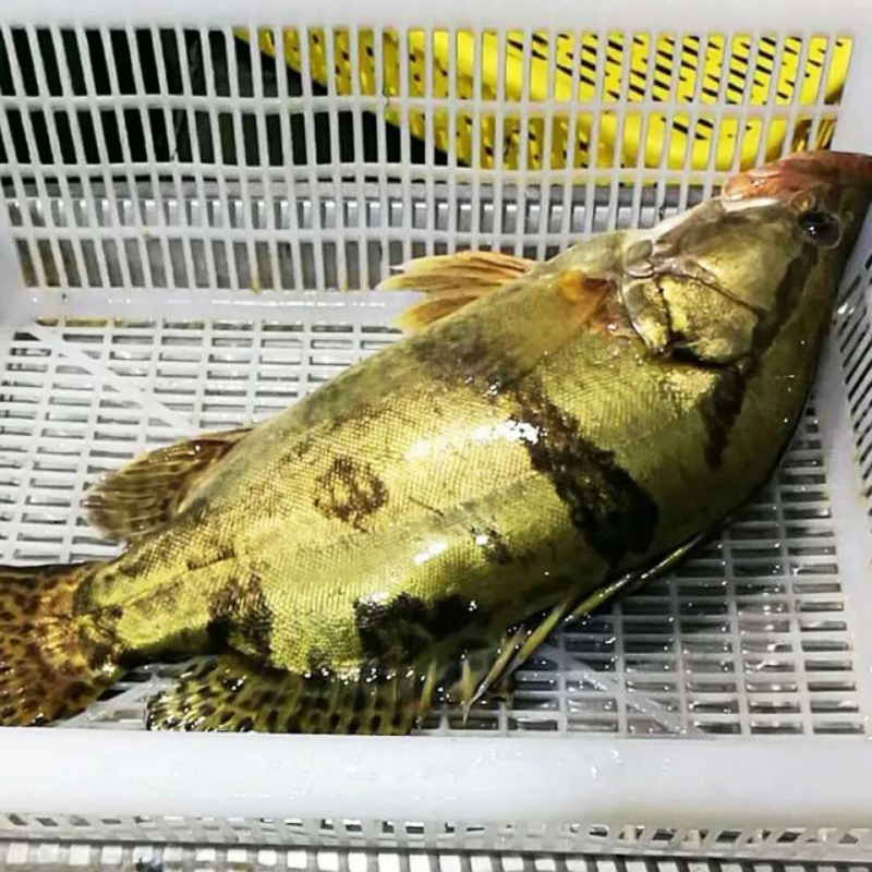 臭鳜鱼桂鱼桂花鱼非非桂鱼淡水鱼三文鱼带鱼非海鲜真空活冻礼盒装