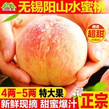 无锡阳山水蜜桃果园新鲜水果当季整箱4两白凤孕妇软桃子礼盒