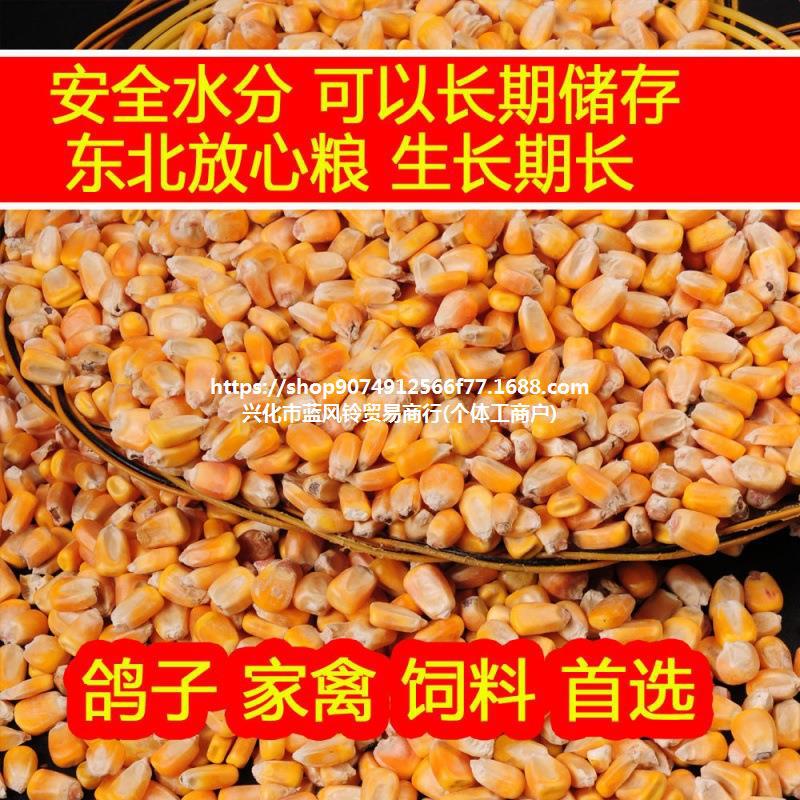 玉米饲料大粒鸡饲料猪饲料鸽子喂鸡干粒苞米包邮工厂跨境电商批发