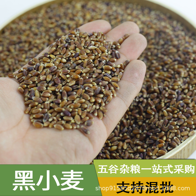 黑小麦仁五谷杂粮粗粮黑麦袋装50斤-阿里巴巴