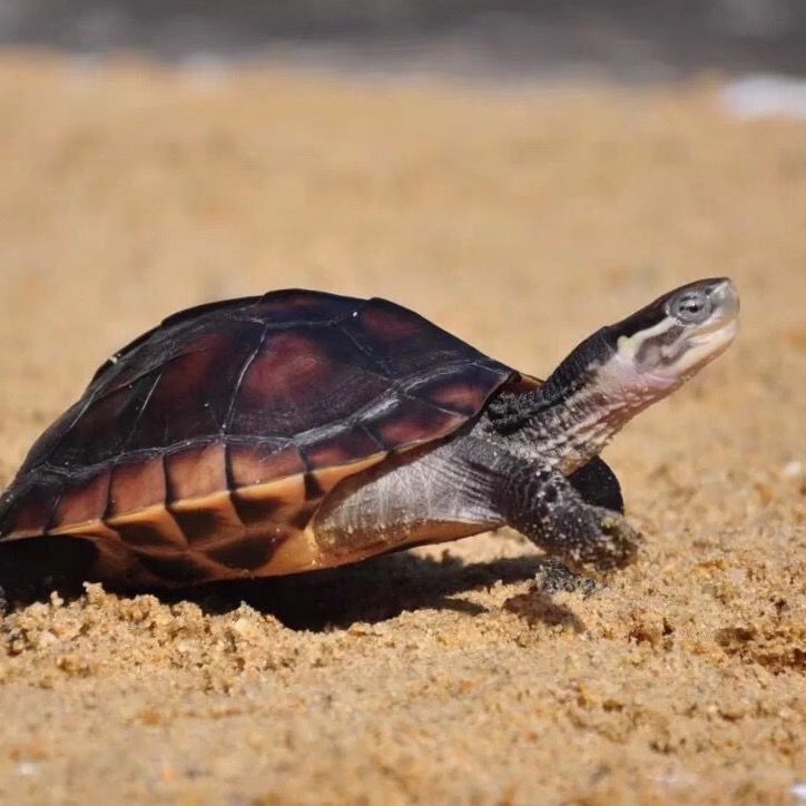 外塘越南石金钱种龟 纯南种石龟苗活体 招财镇宅风水龟宠物观赏龟