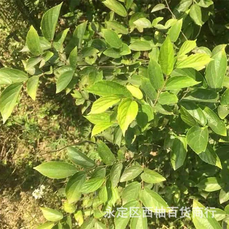 小叶朴树种子 大叶朴树 沙朴净种子珊瑚朴红皮朴树籽香草植物种子