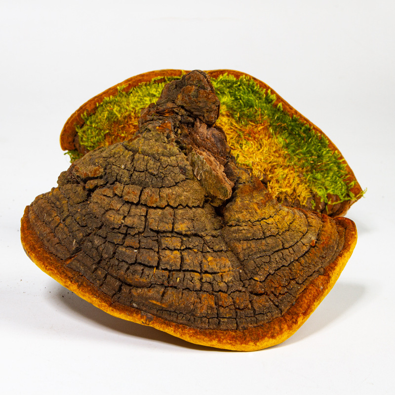 西藏自治区原生正品桑树特级整朵桑黄菌种灵芝粉500g中药茶的功效