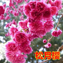 日本樱花树苗室外耐寒庭院风景树南北方地栽室内盆栽园林易活花卉