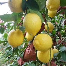 安岳柠檬柠檬特级彩切片果四川泡茶新鲜水果榨汁袋装精选黄柠檬无