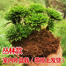 室内盆栽卷柏九死还魂草假山组合吸水石植物桌面花卉植物微型盆景