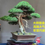 罗汉松盆景老桩松树迎客松造型花卉盆栽真柏黄杨五针松室内外好养