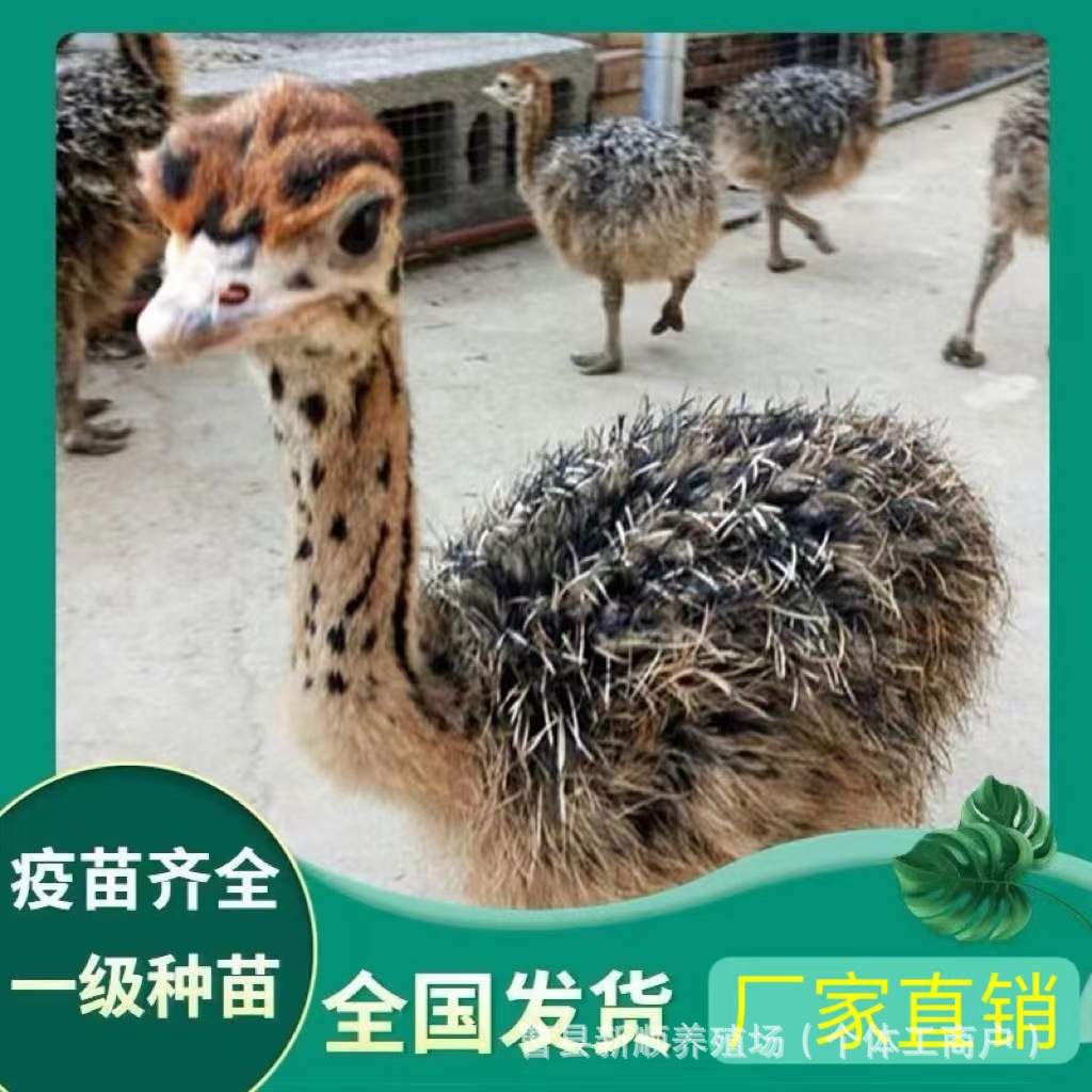 批发非洲鸵鸟苗活体 成年种鸵鸟小鸵鸟活体 鸵鸟活体多少钱一只