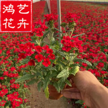 美女樱 市政工程绿化小区公园街道观赏 花海造景花卉草花美女樱