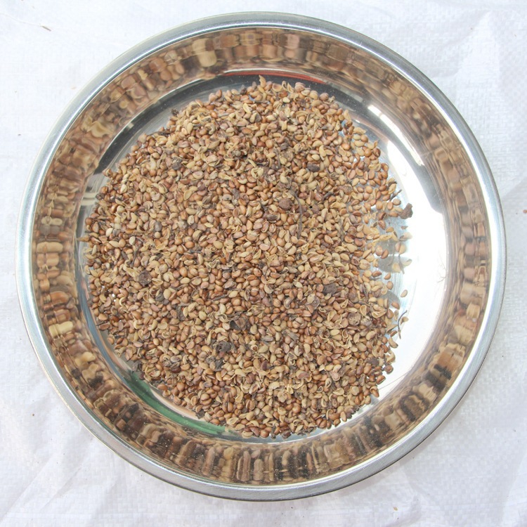 批发秋枫种子 花木种子 批发苗木种子秋枫 量大优惠-阿里巴巴