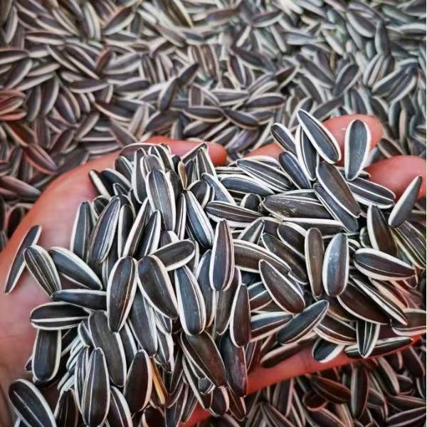 1斤5斤内蒙古河套五原现炒葵花子原味瓜子大颗粒散装新货葵花籽