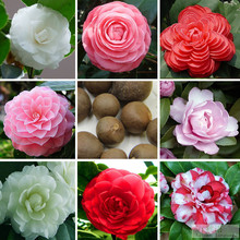 山茶花种子 盆栽植物 四季可播种24色可选粒赛玫瑰5粒装