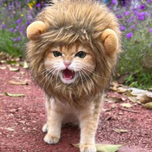 宠物帽子猫咪子头套耳朵小型犬狗狗可爱搞怪配饰头饰变装扮亚马逊