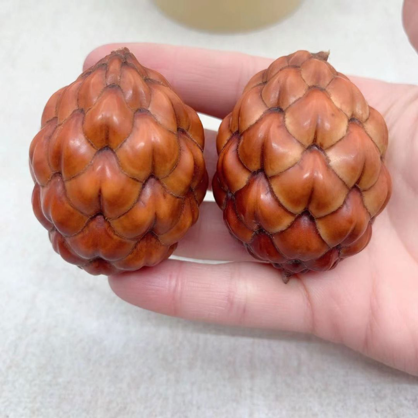 铁树籽个性文玩解压手把件天然菩提子高密度原籽男女盘玩手捻配饰