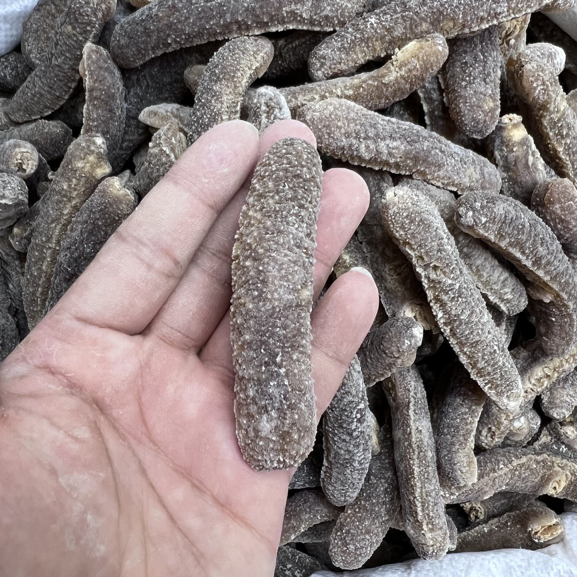 沙秃参 澳洲沙秃参 黄金沙参 精选产地直销 深海淡干海参批发 htt