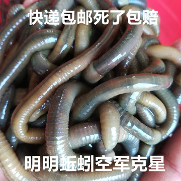 青蚯蚓活饵黄鳝地龙臭蚯蚓垂钓鱼饵黑蚯蚓活体青蚯蚓松土大蚯蚓
