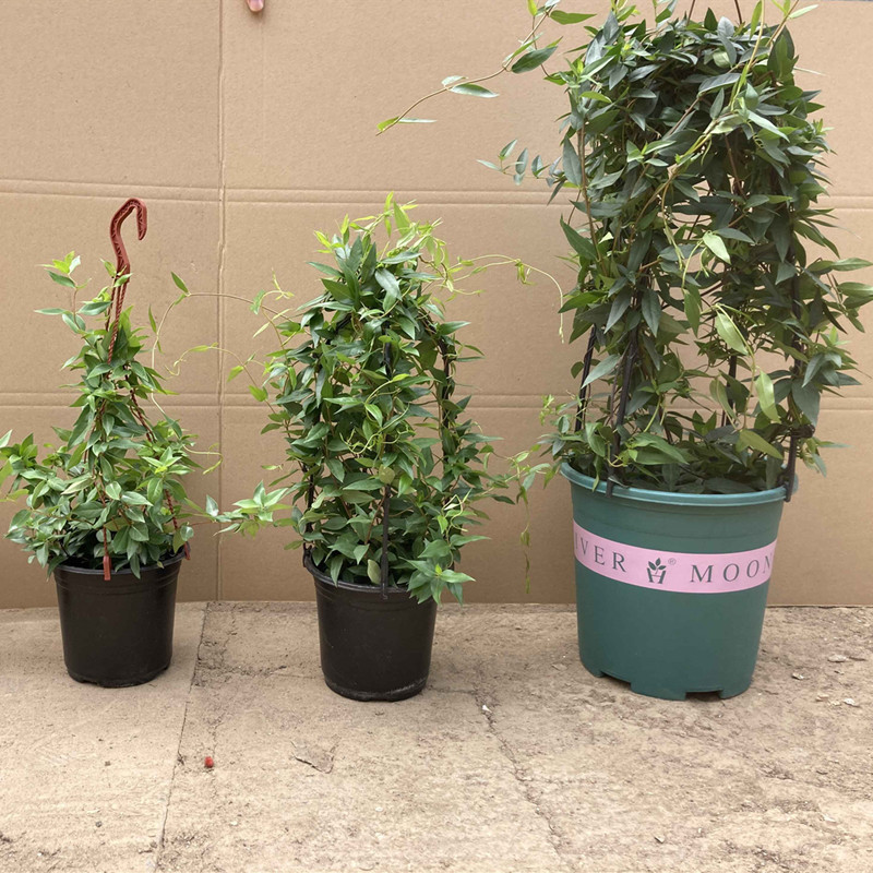 法国香水藤盆栽室内四季花卉飘香藤庭院茉莉花爬藤蔓植物攀爬带花