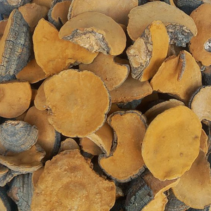 云南马蹄桑黄 松树桑黄 马蹄桑黄灵芝 100克 250克500克