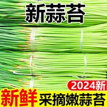 蒜苔2024年新鲜嫩新鲜批发新新蒜薹新鲜蔬菜一件代发混批