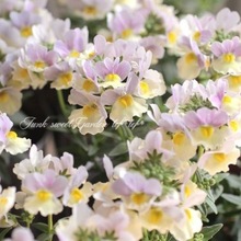 芳香龙面花盆栽 珍鲑热浪蓝色多年生耐寒花园庭院阳台本植物