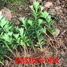 罗汉松树苗小米叶雀舌罗汉绿植盆栽盆景素材苗庭院种植四季常苗