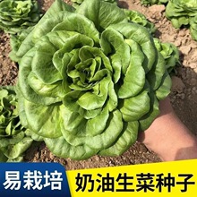 奶油生菜种子一年四季生吃沙拉生菜蔬菜种籽南北方种耐热抗病蔬菜