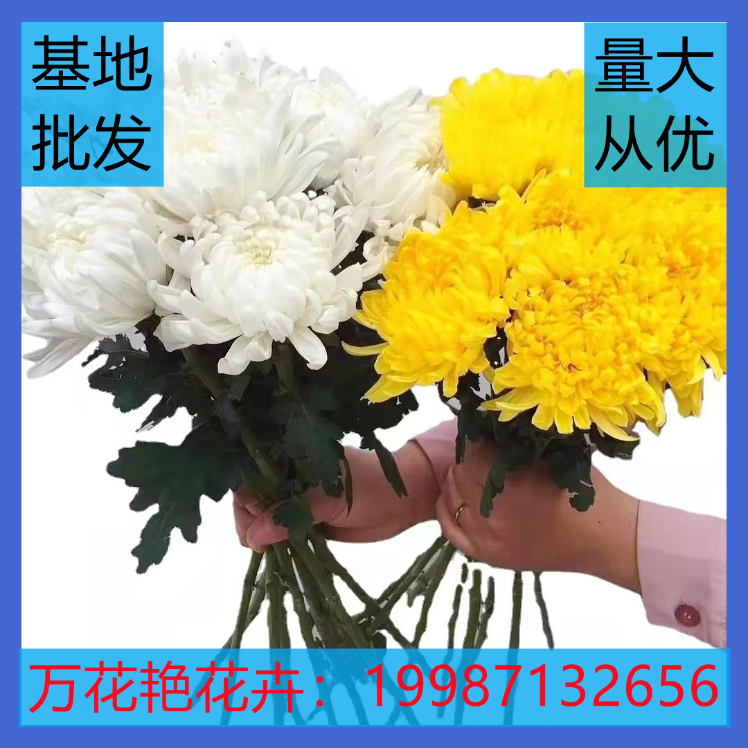 【黄白菊】云南昆明鲜切花基地批发白菊黄菊鲜花直批扫墓上坟祭祀