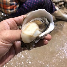 鲜活黄蚬子 东港大黄蚬 新鲜海鲜贝类贝壳蛤蜊500g北京满额闪送