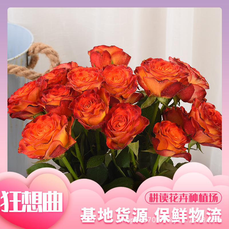 狂想曲鲜切玫瑰花基地现采发货家用室内装饰水养花艺插花批发价优