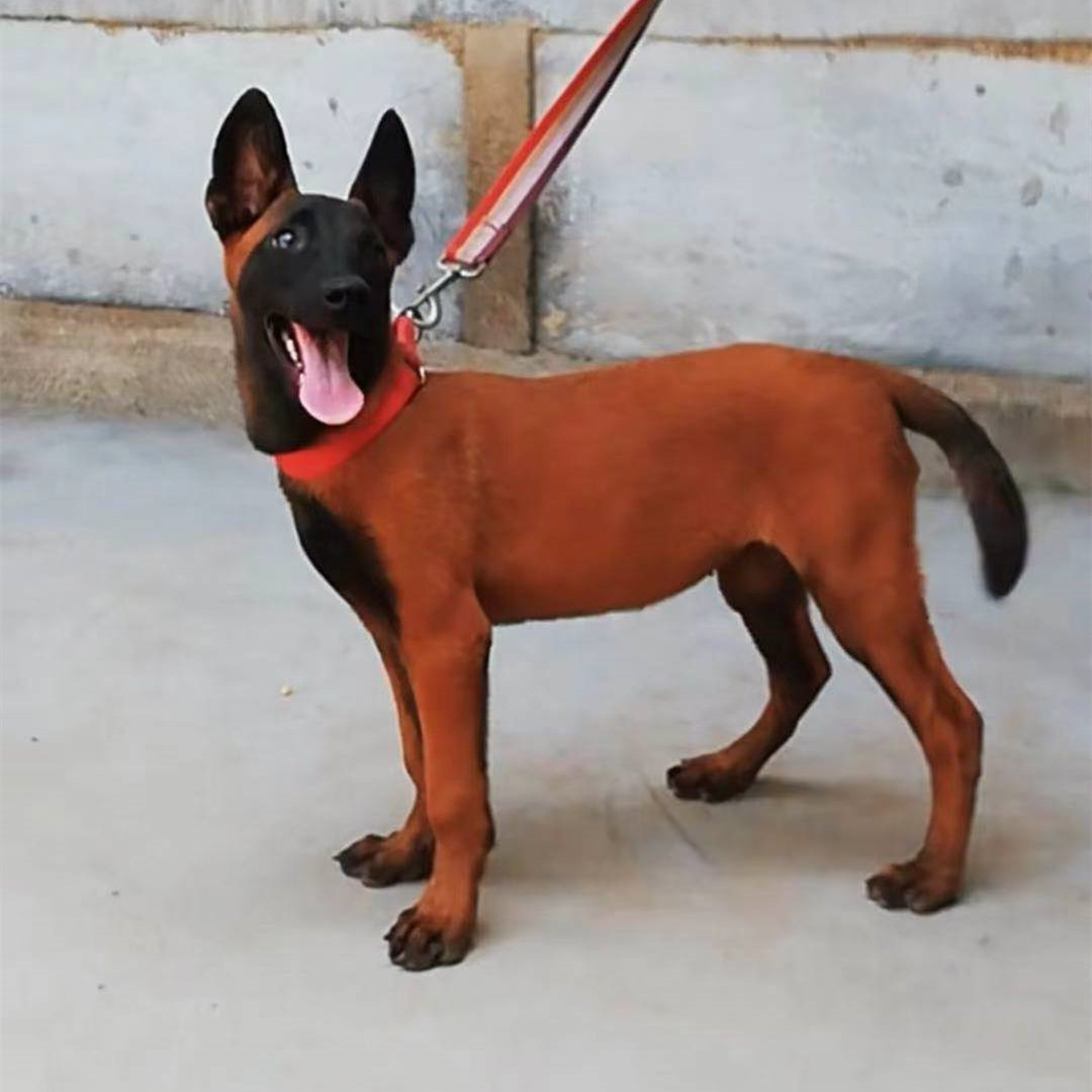 出售红马犬幼犬活 体   大骨架毛色漂亮三个月红马犬多少一条