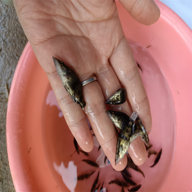翘嘴桂花鱼鱼苗寸苗 腾海斑桂鱼苗耐运输
