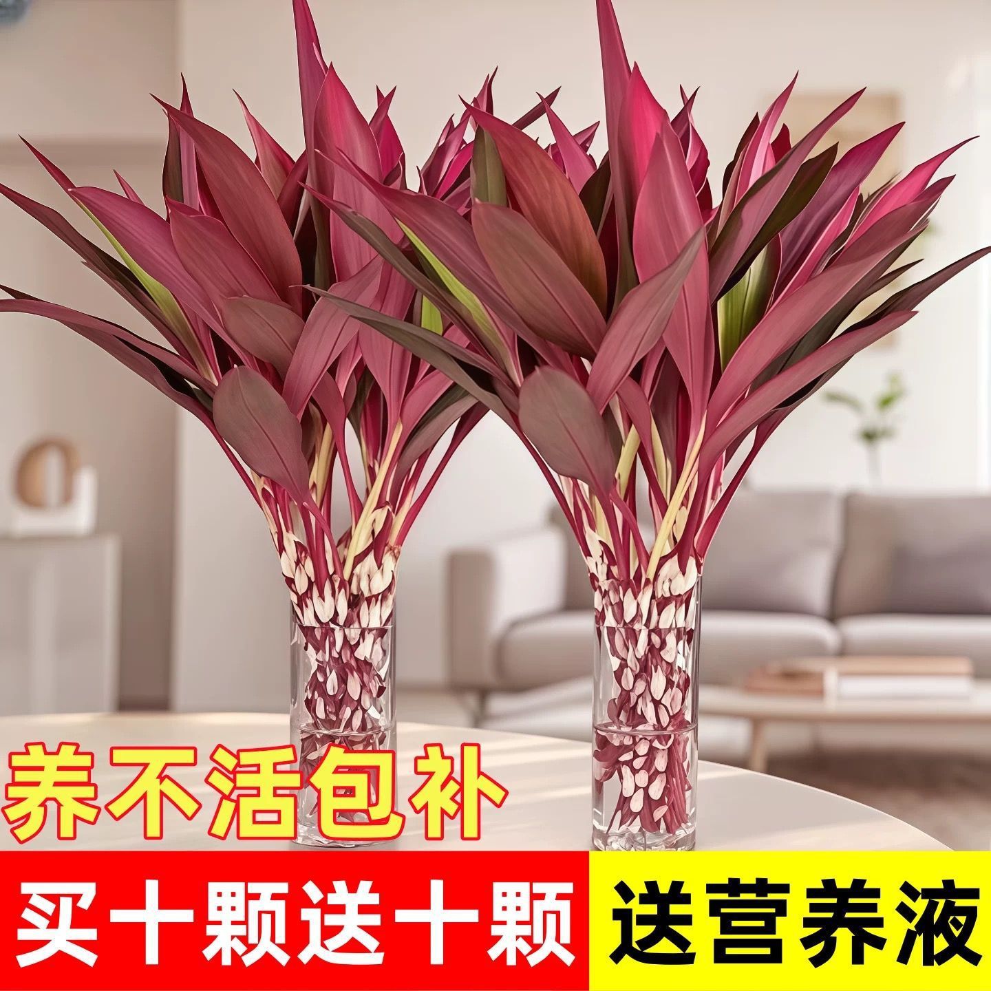 鸿运紫竹富贵竹水培绿植水养发财水培植物花卉转运盆栽室内朱蕉