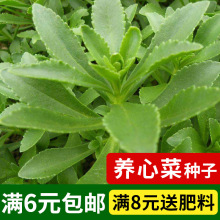 养心菜救心菜种子种籽四季春季播盆栽阳台庭院蔬菜野菜种孑