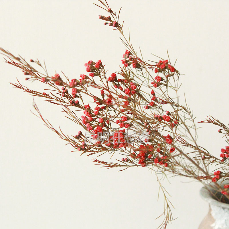 云南工厂批发【永生腊梅】蜡花室内家居装饰插花干花永生花