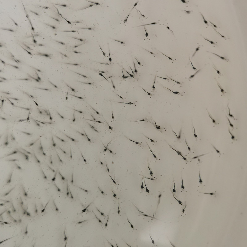 厂家直供中正白对虾p5虾苗罗氏沼虾南美白对虾虾苗淡水虾苗等洽谈