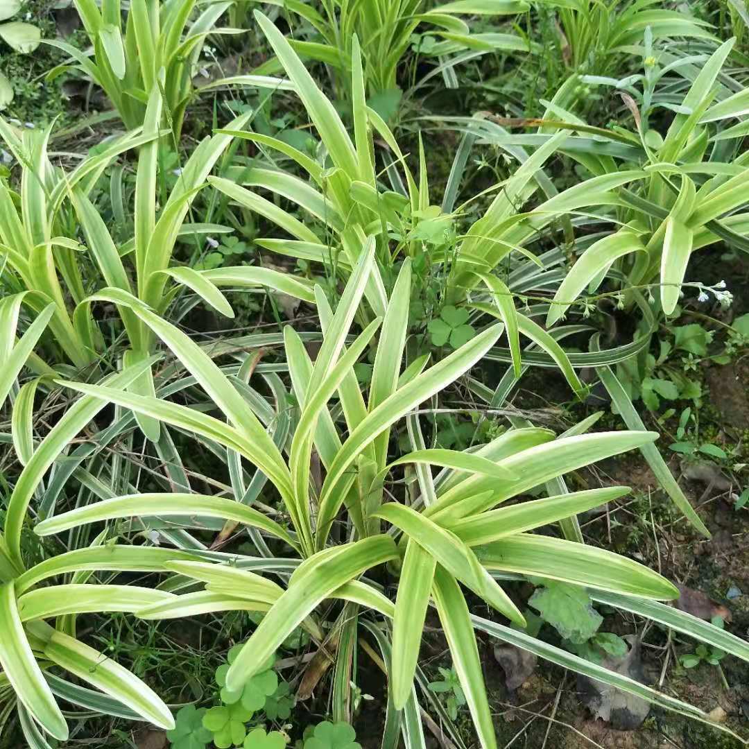 彩色草类银边麦冬草金边麦冬草批发出售地被绿化工程用途
