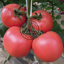 上海906番茄种子粉红果番茄洋番茄种子 合作906合作908番茄种子