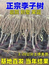 李子树苗新品种青脆蜂糖李子树脱骨早熟晚熟南方北方种植庭院大树