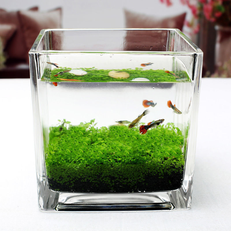 小型玻璃金鱼缸客厅家用办公室造景生态圆形迷你小鱼缸