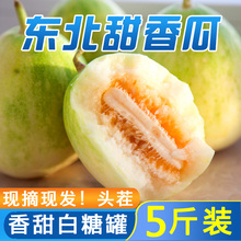 东北香瓜甜瓜精密白糖罐新鲜当季孕妇水果小香瓜5斤非10脆甜蜜瓜